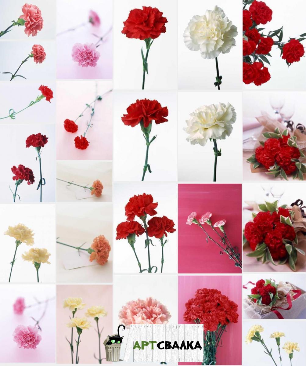 Цветы гвоздики в хорошем качестве | Carnation flowers in good quality